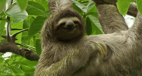 SlothTour & waterfall,guanacaste,CostaRica